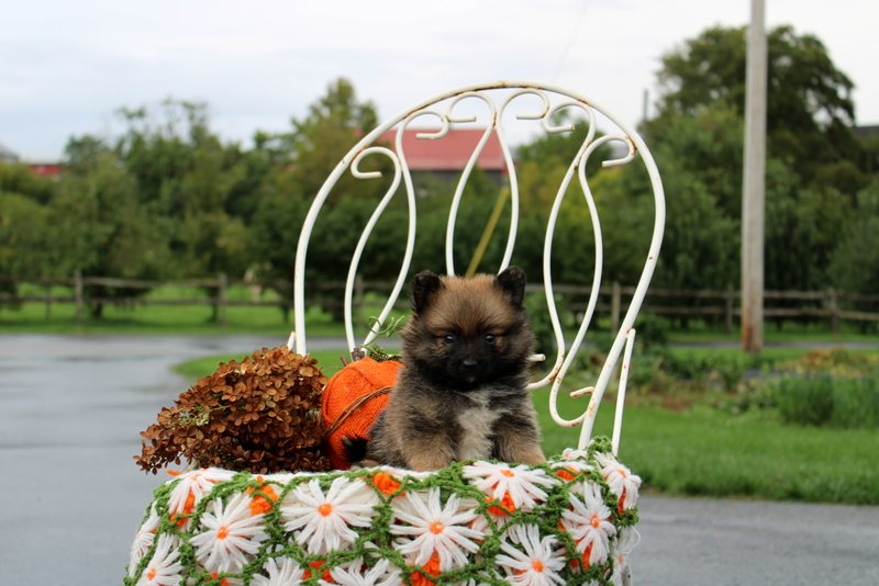 puppy, for, sale, Pomeranian, Matthew B. Stoltzfus, dog, breeder, Gap, PA, dog-breeder, puppy-for-sale, forsale, nearby, find, puppyfind, locator, puppylocator, aca